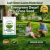 Slimoly® Evergreen Dwarf Grass Seed | For Four Seasons