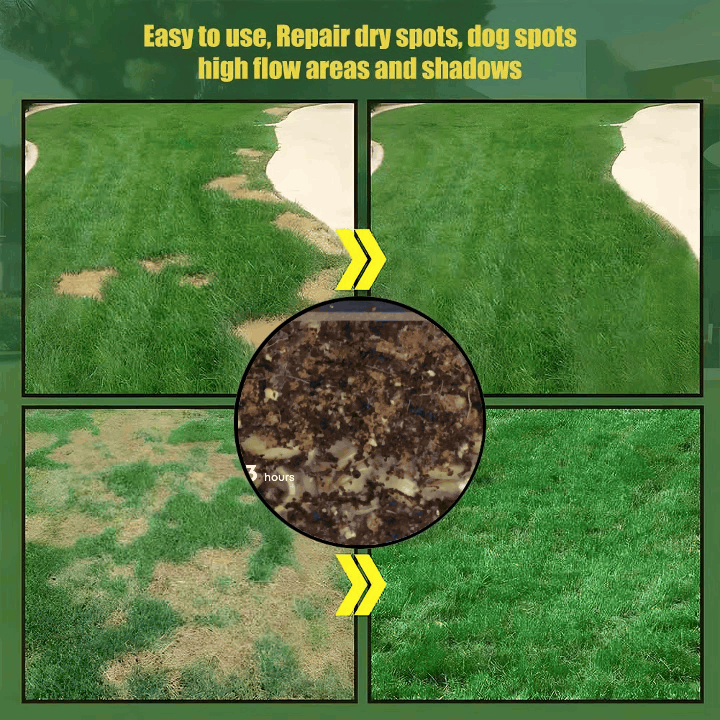 Slimoly® Evergreen Dwarf Grass Seed | For Four Seasons