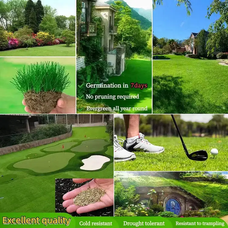 Slimoly® Evergreen Dwarf Grass Seed | For Four Seasons