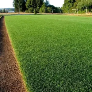 Slimoly® Evergreen Dwarf Grass Seed | For Four Seasons
